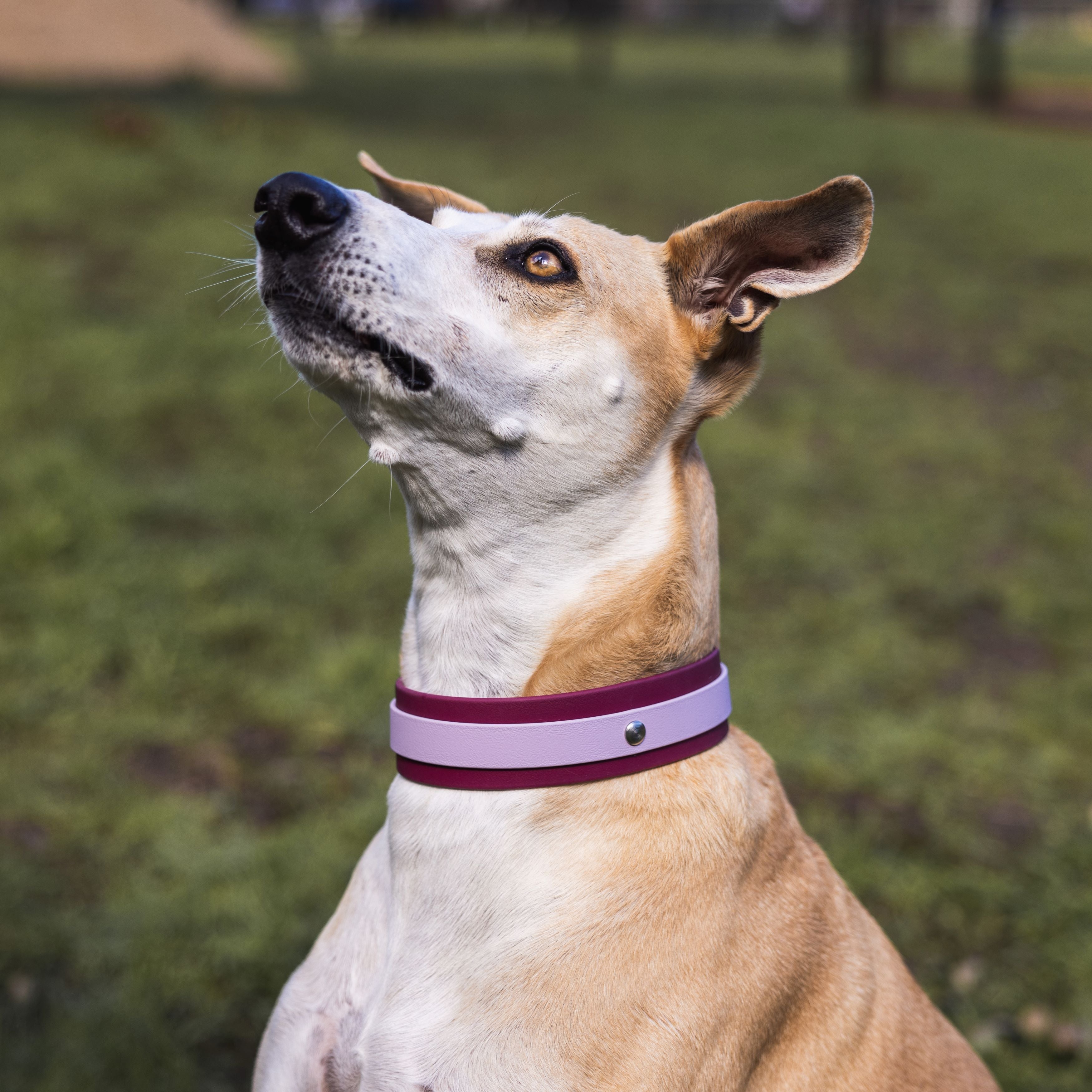 Ridge Collar