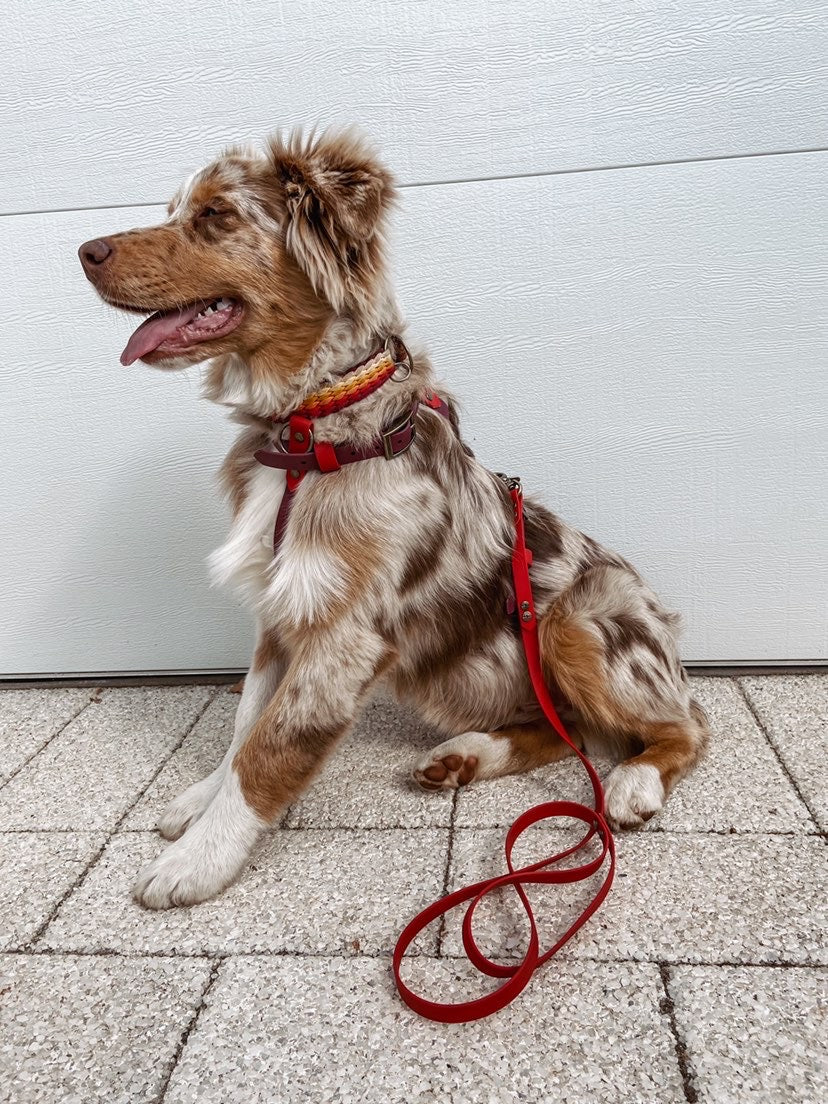 Custom BioThane Dog Harness &