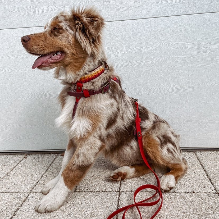 Custom BioThane Dog Harness &