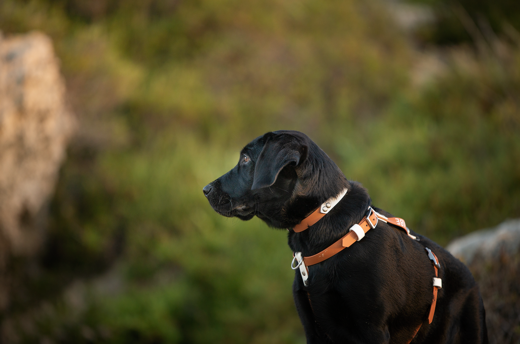 BioThane Two Tone Dog Collar (Mix & Match) (6693009588364)