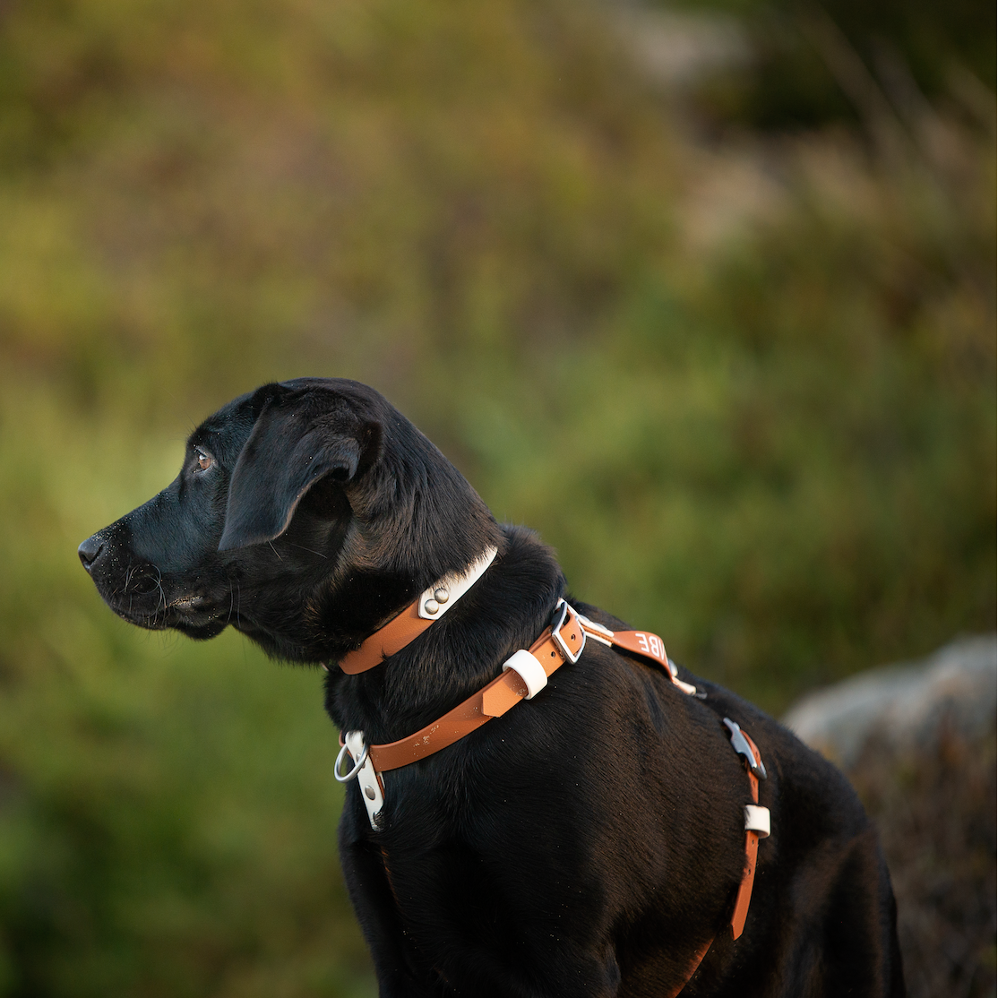 BioThane Two Tone Dog Collar (Mix & Match) (6693009588364)