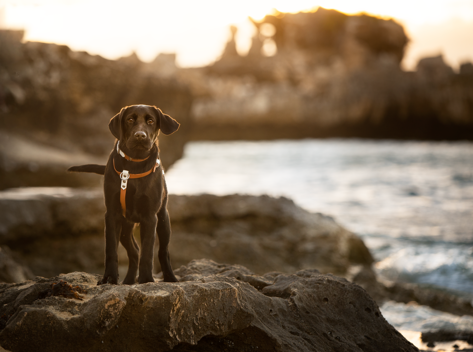 Dog BioThane Harness (6657135378572)