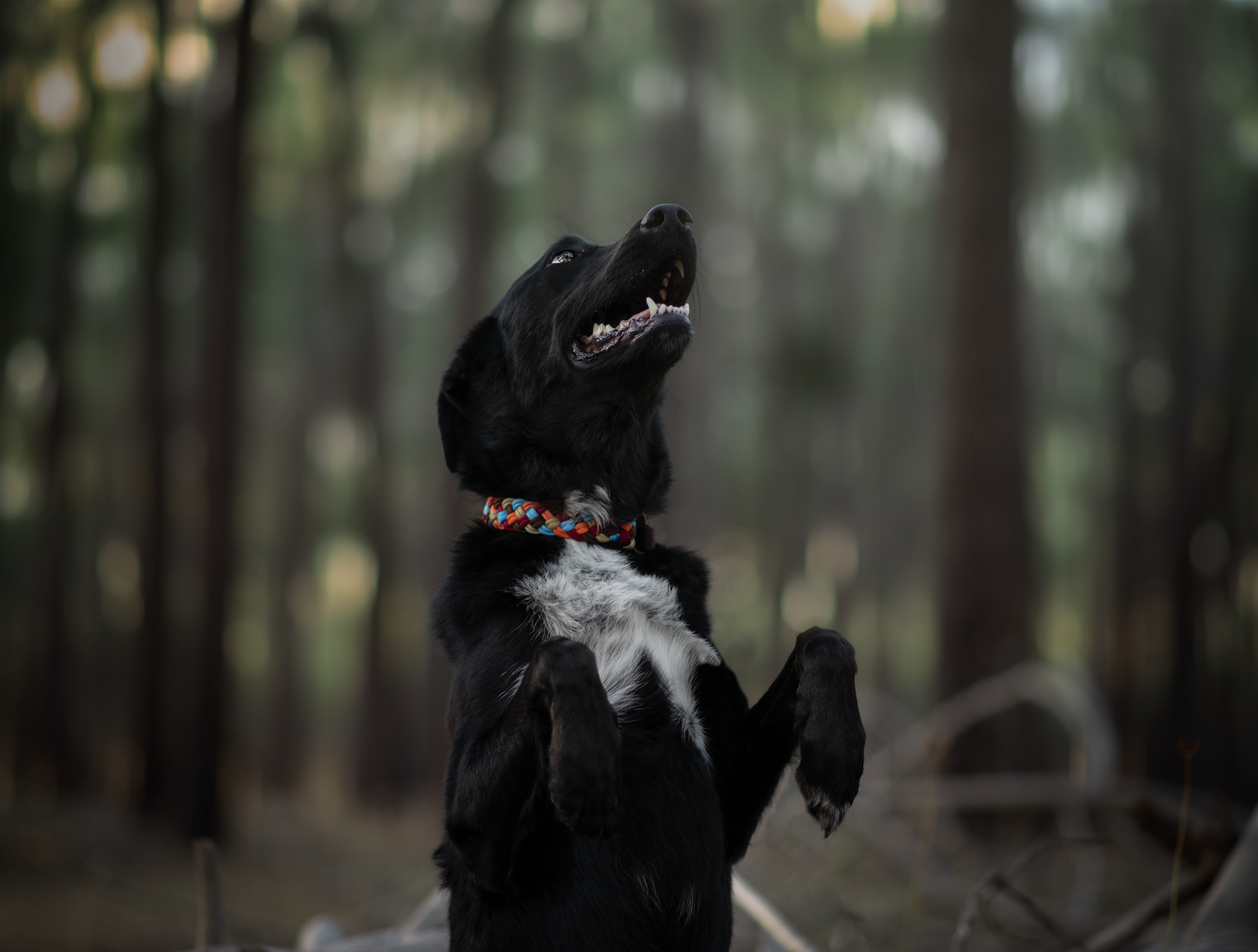 Dusk Paracord Collar