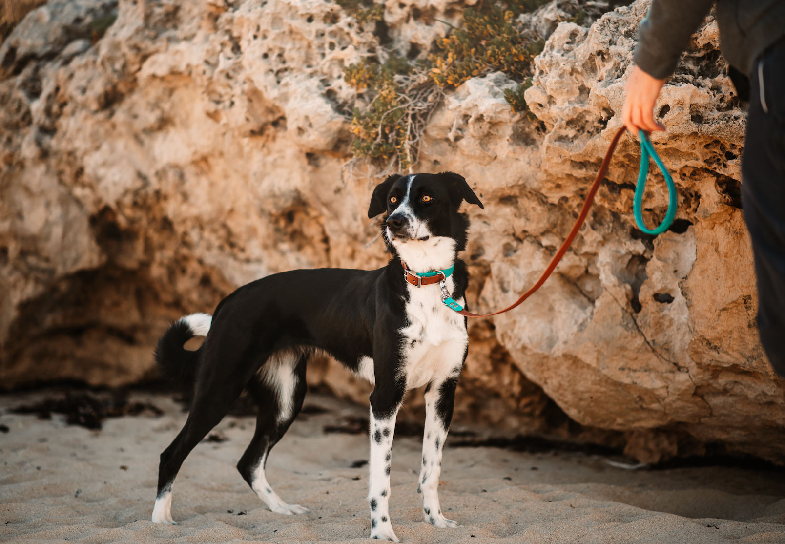 BioThane Two Tone Dog Collar (Mix & Match) (6693009588364)