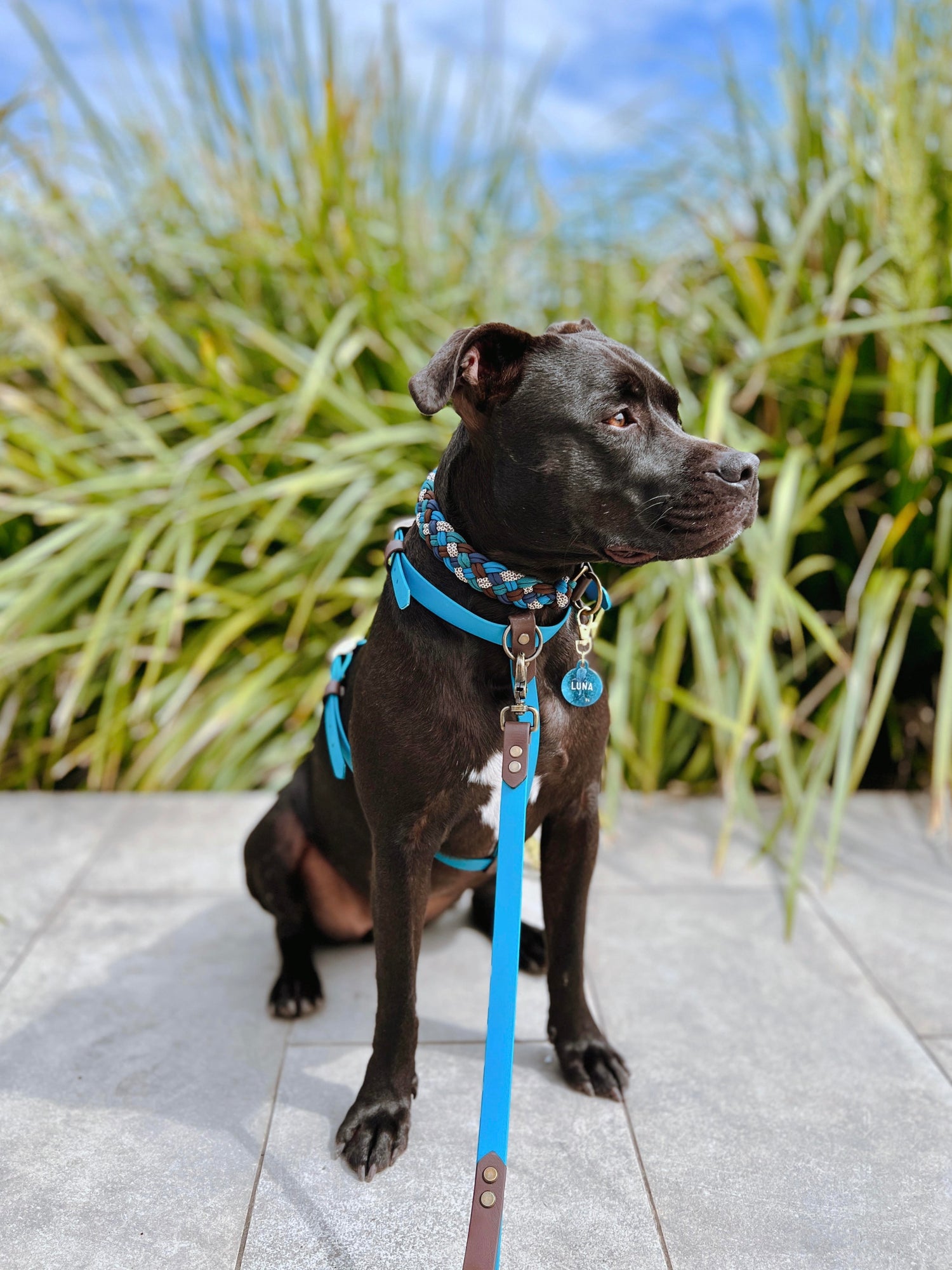 Custom BioThane Dog Harness &