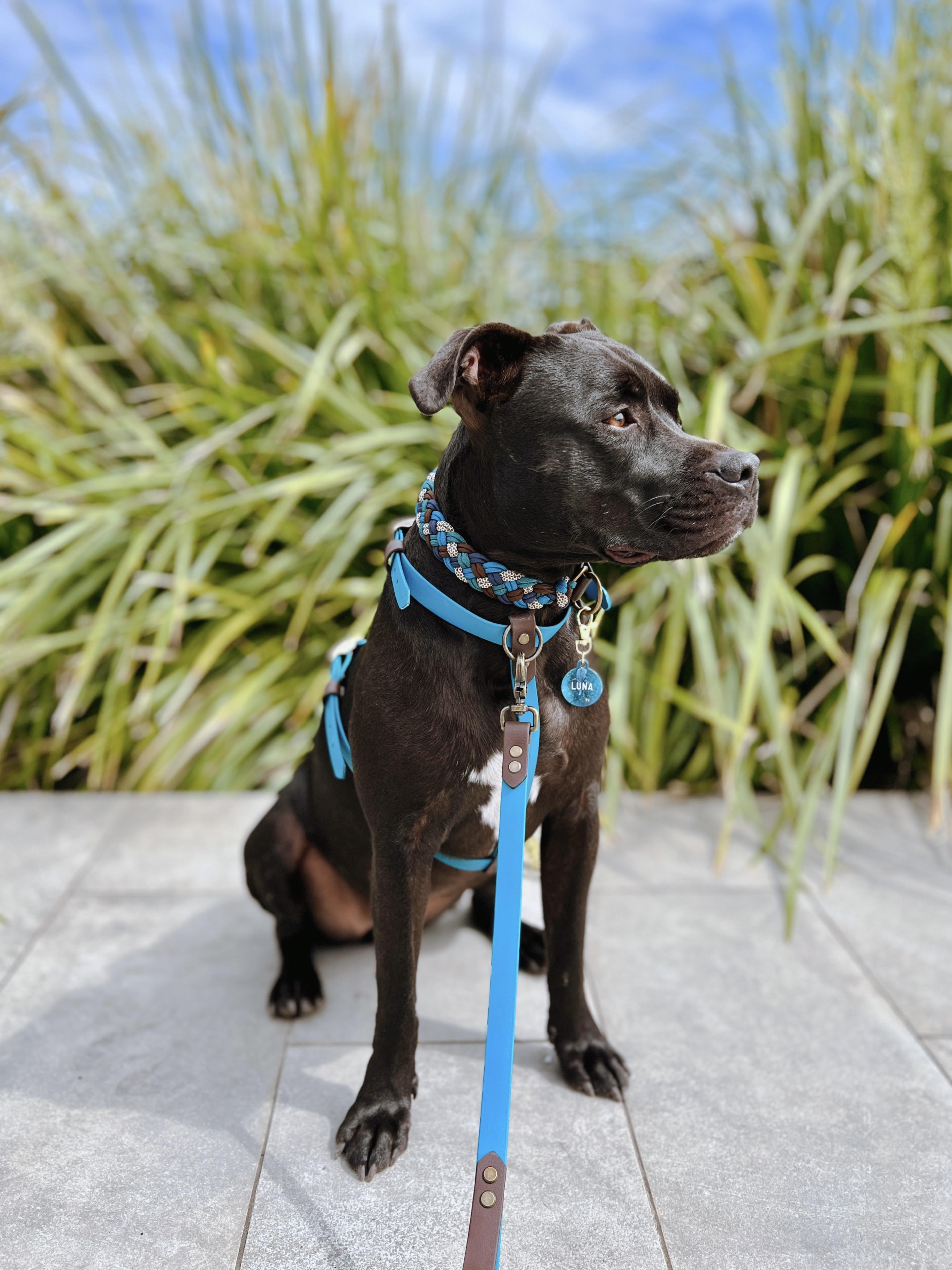 Custom BioThane Dog Harness &