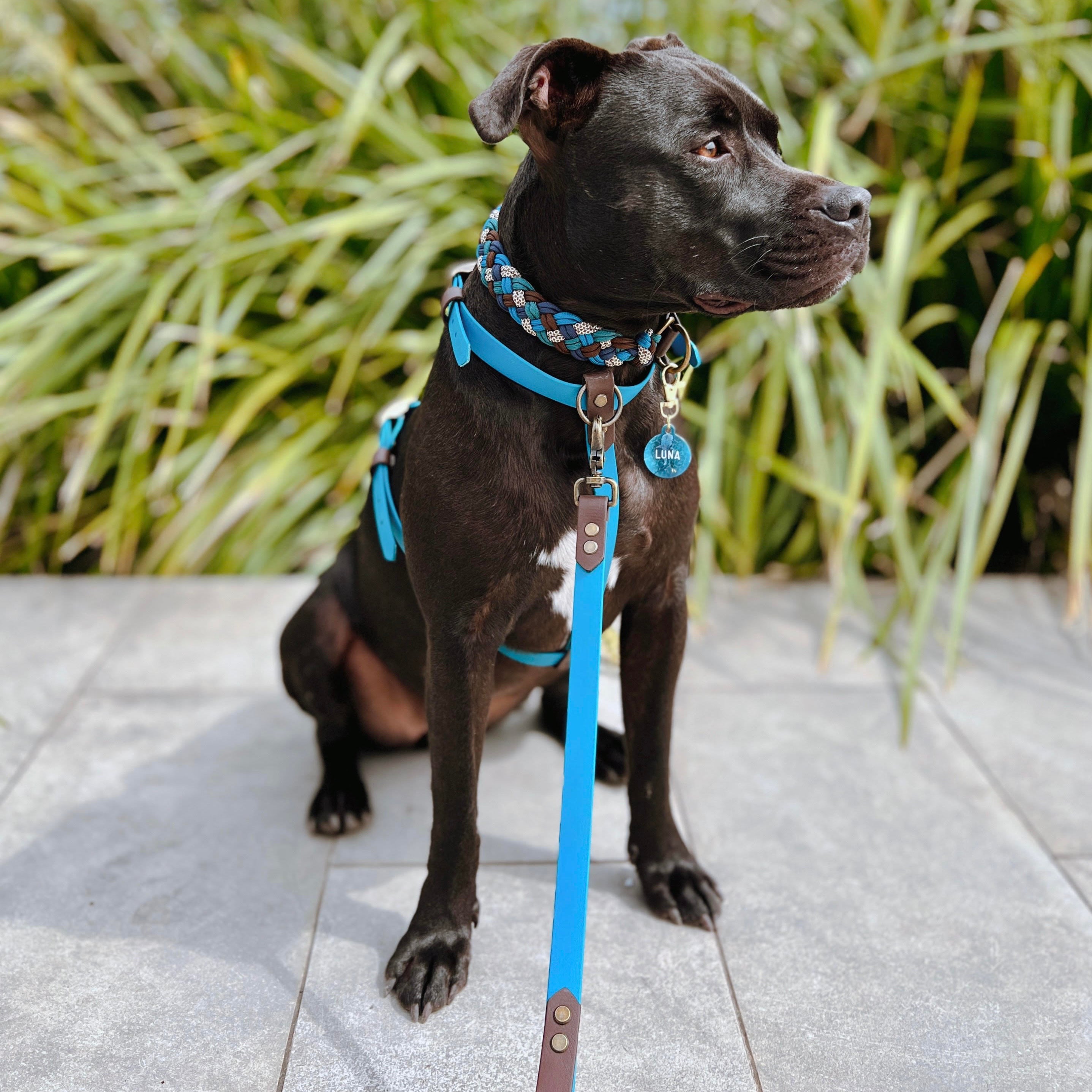 Custom BioThane Dog Harness &