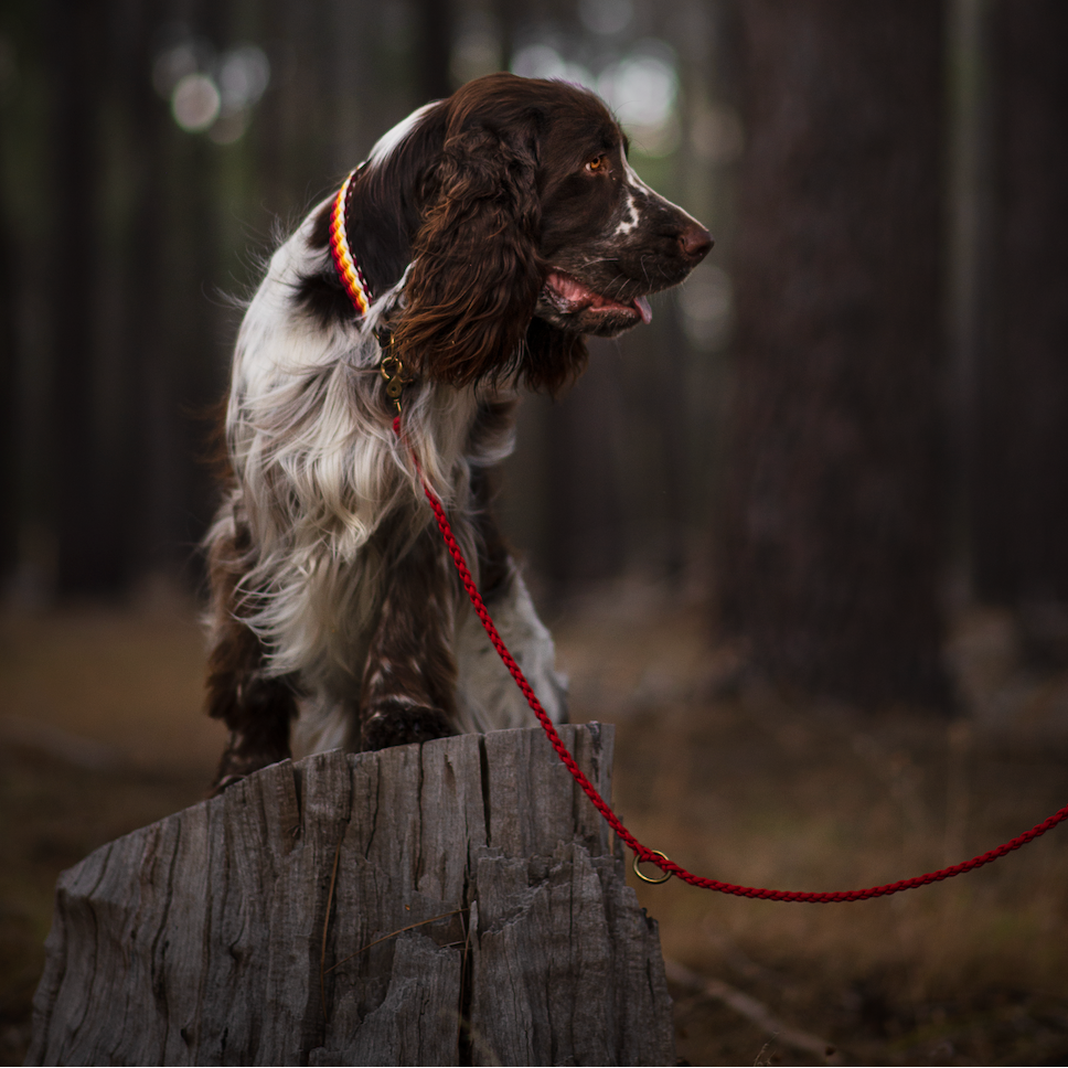 Light-weight Paracord Leash - Design your own