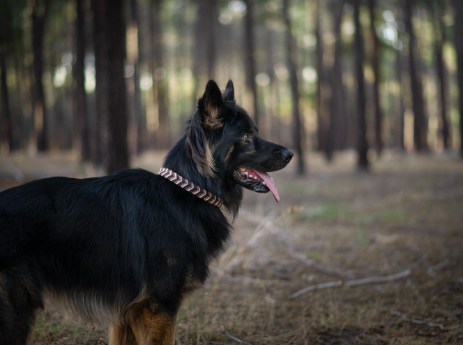 Custom Paracord Collar Wildwoods - Design your own!