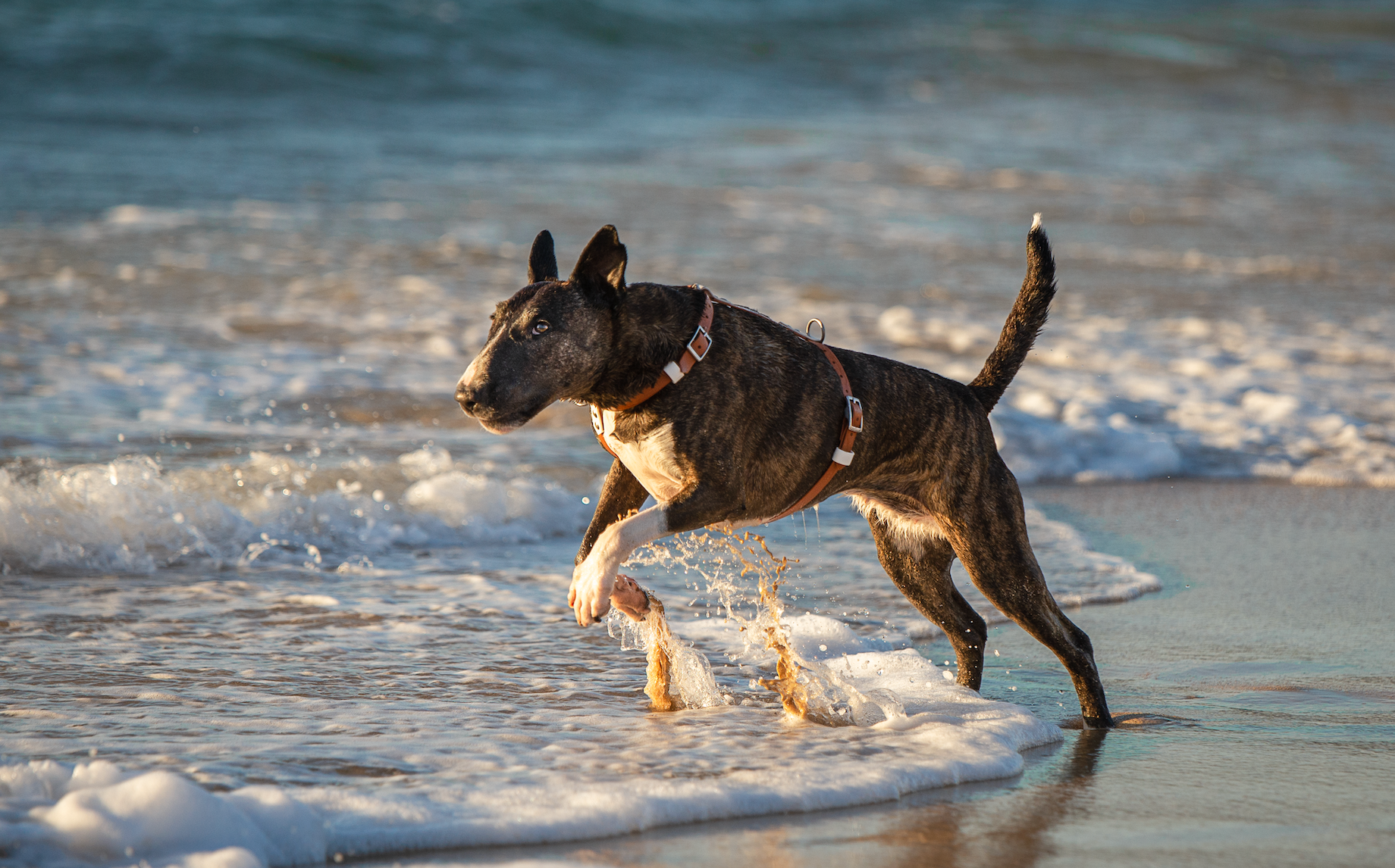 Dog BioThane Harness (6657135378572)