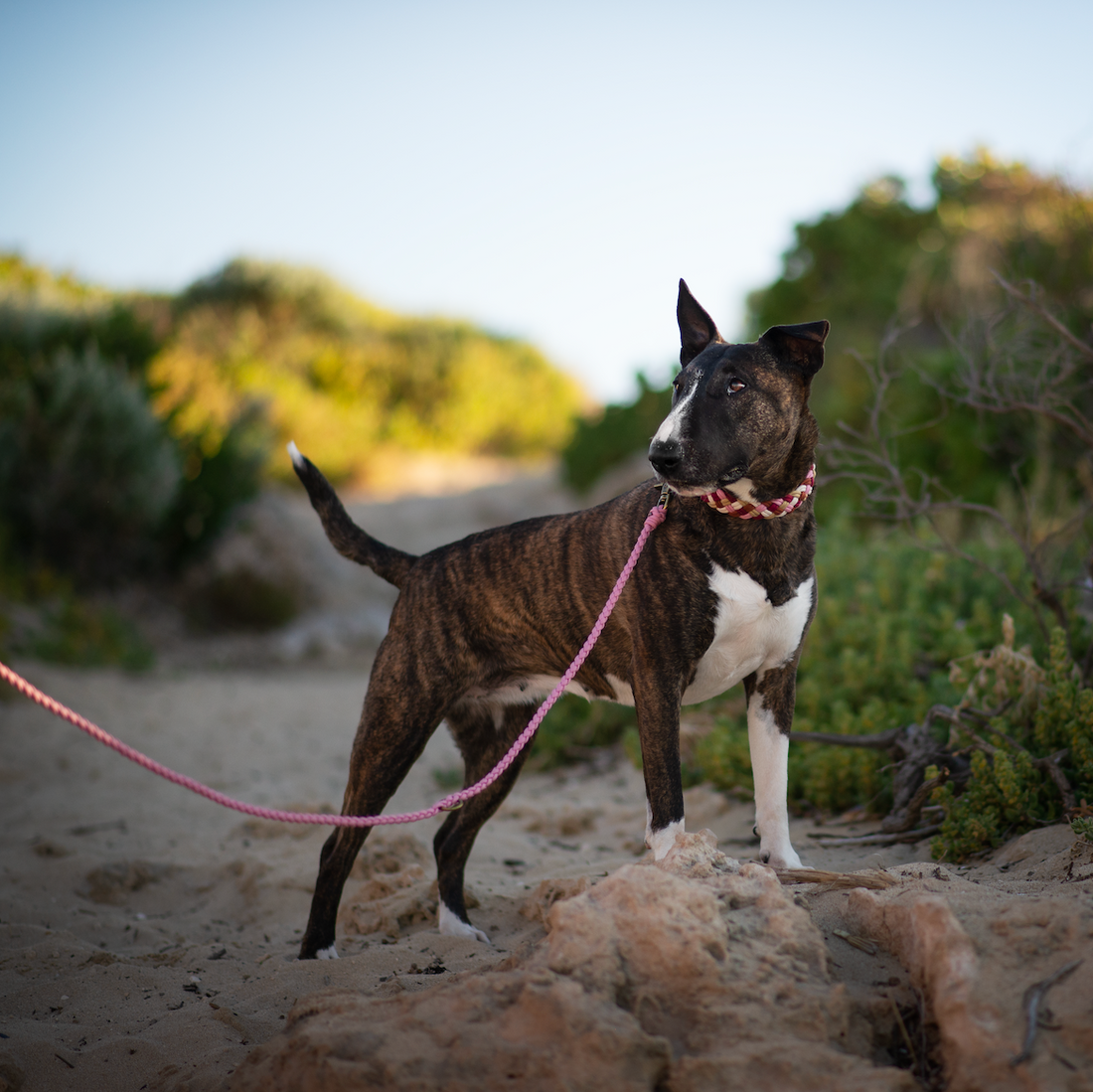 Pink Lake Paracord Collar (6547894927500)