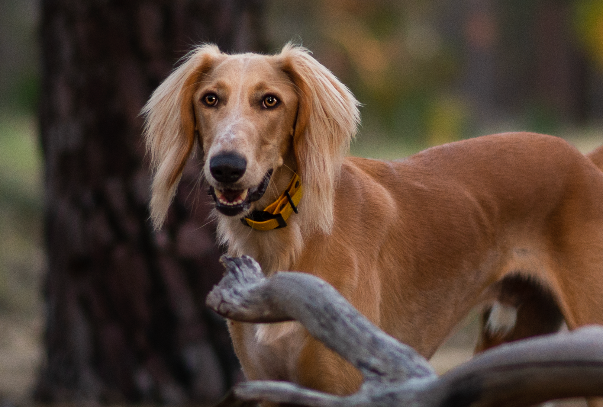 Custom BioThane Dog Collar – Design your own!
