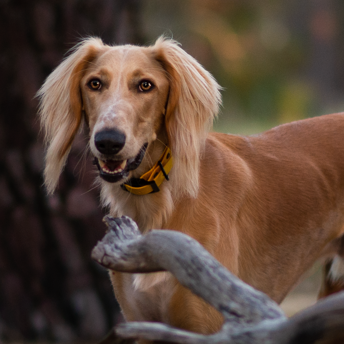 Waterproof Dog Collar – Design your own!