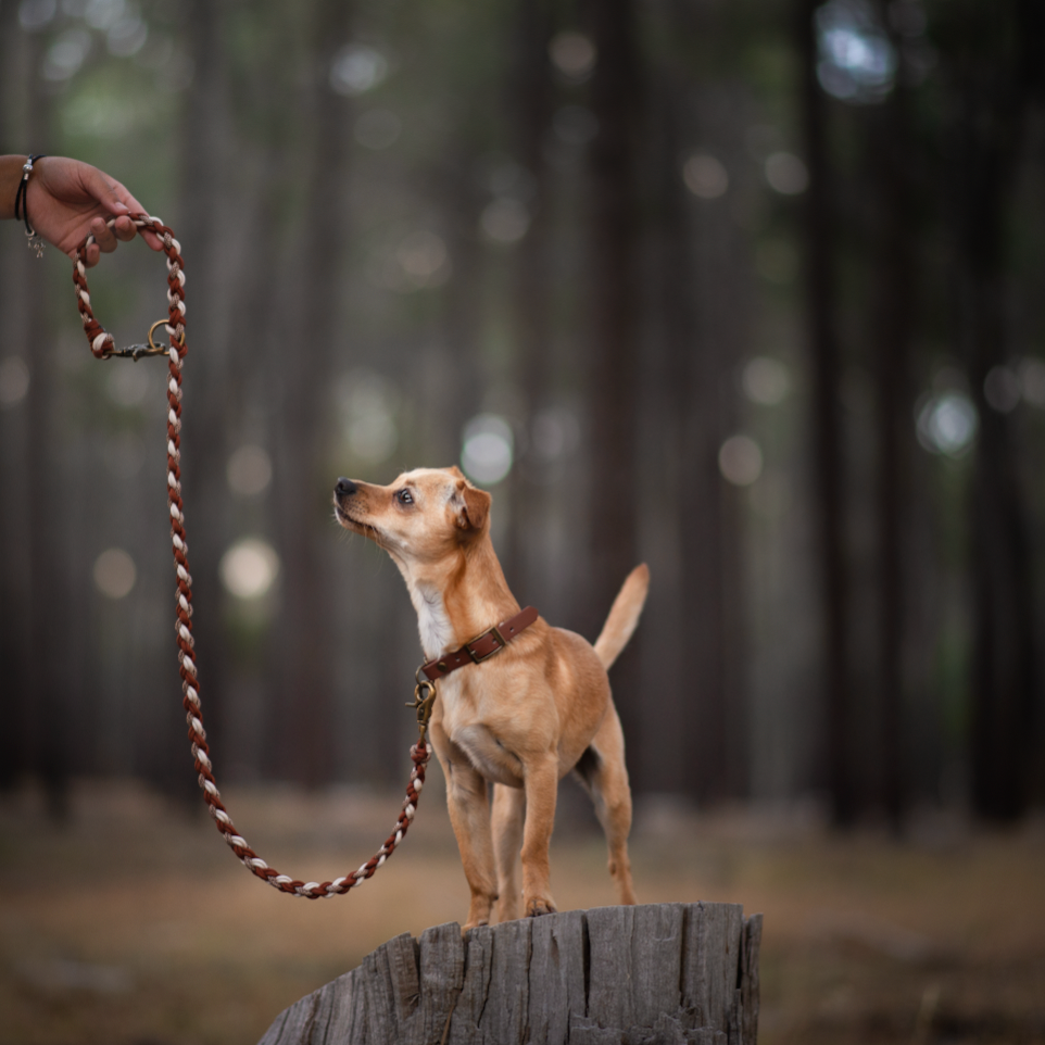 Custom Paracord Wildwoods Leash - Design your own