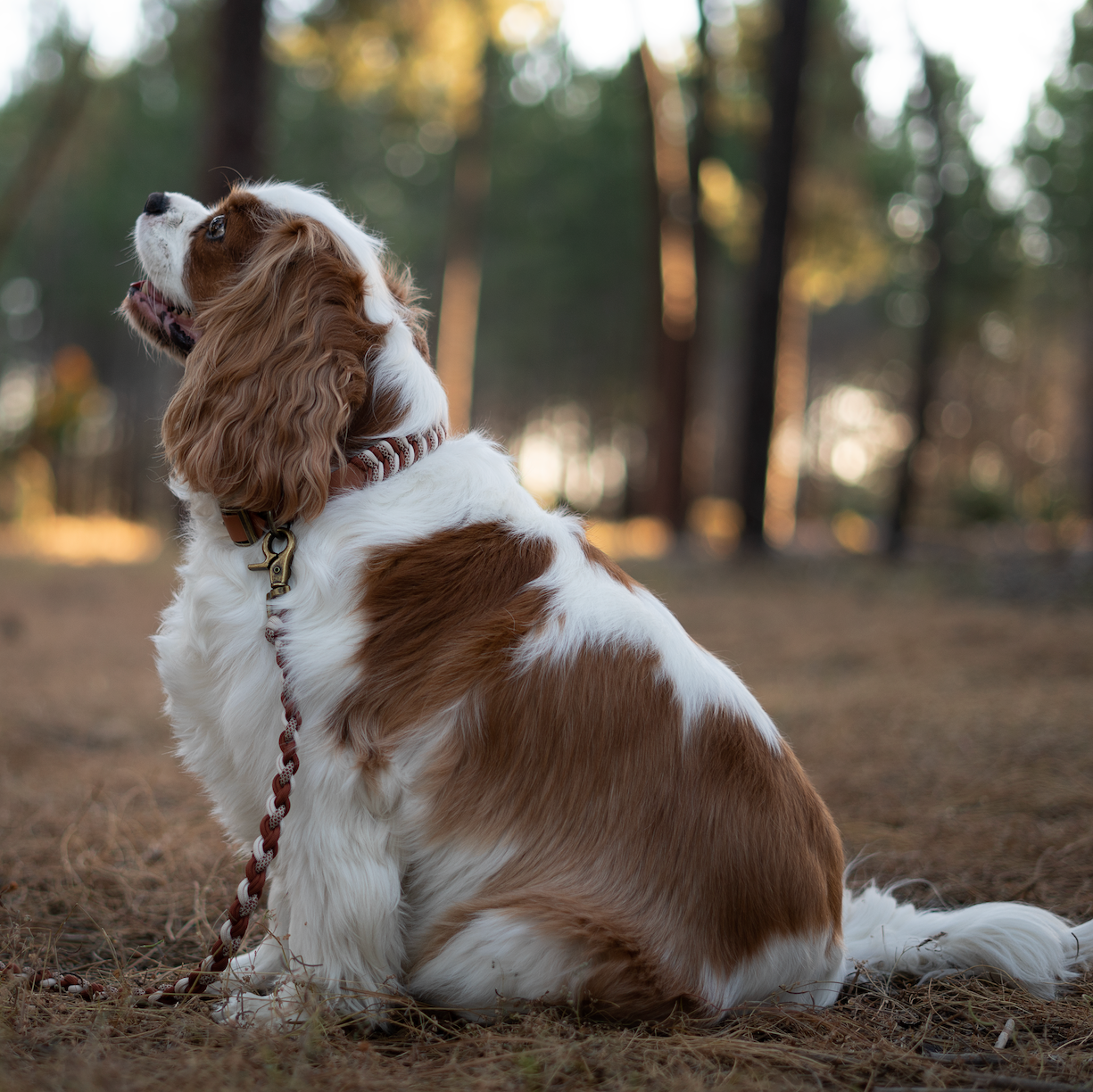 Custom Paracord Wildwoods Leash - Design your own