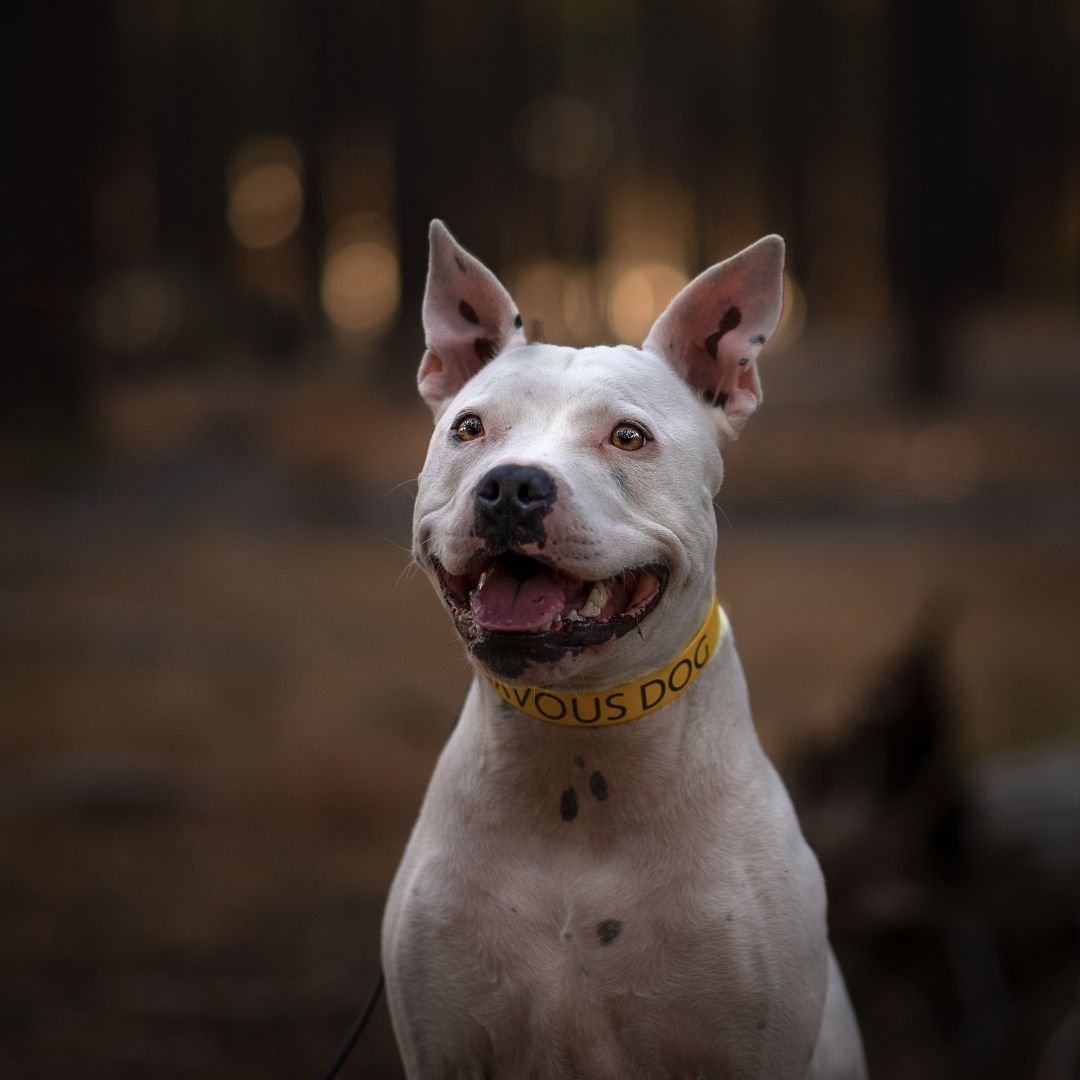 Custom Print Biothane Dog Collar