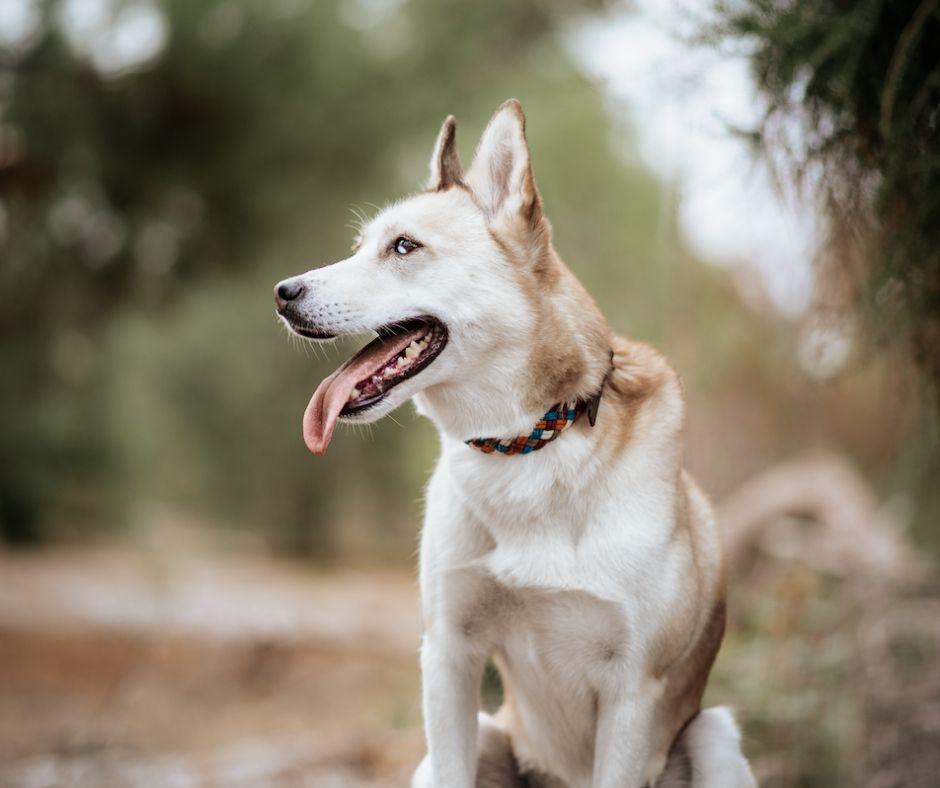 Husky wearing Coopers Creek Paracord Collar Native Collars Paracord Collar made from 5 strands blue rust cream yellow grey (4819729186956)