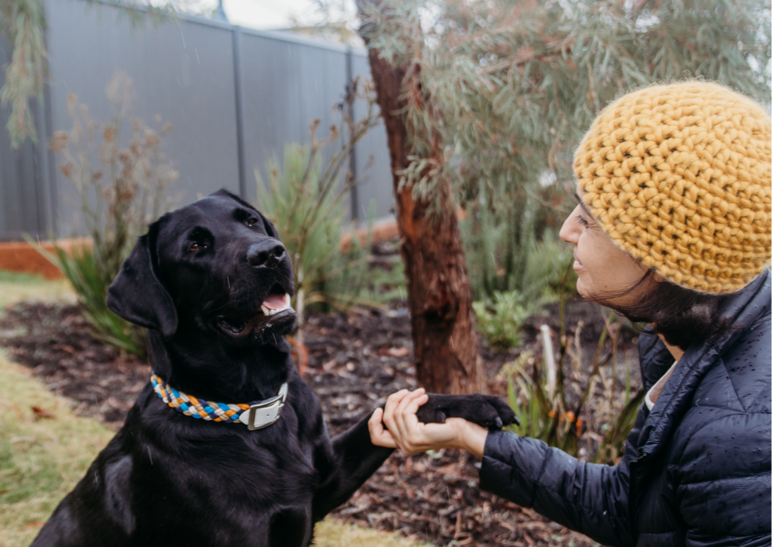 Creative Ways to Entertain Your Dog - On Hot or Stormy Days