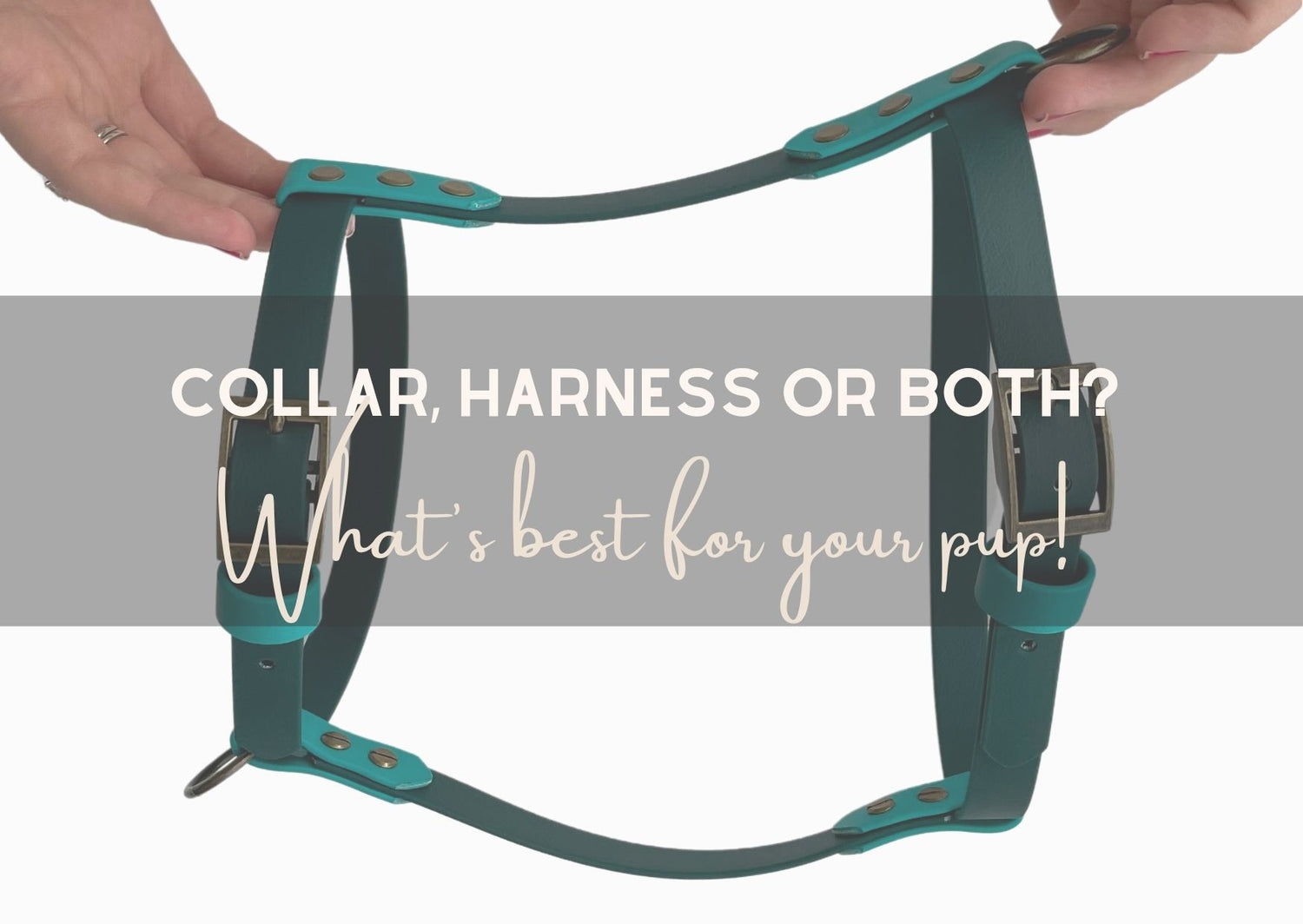 Collar, Harness or both? What's best for you and your pup!