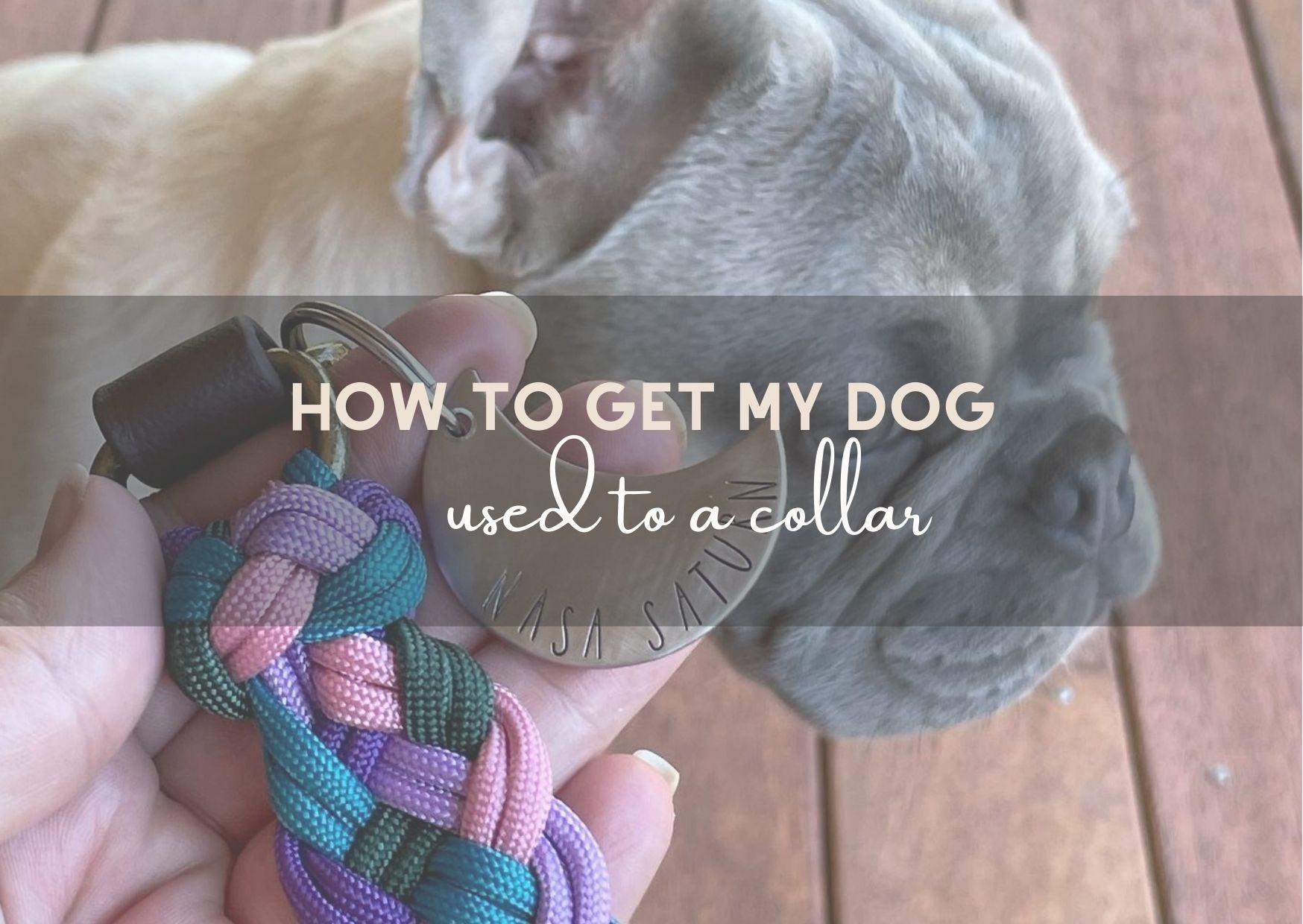 Guide How to get my dog used to a Dog Collar Native Collars