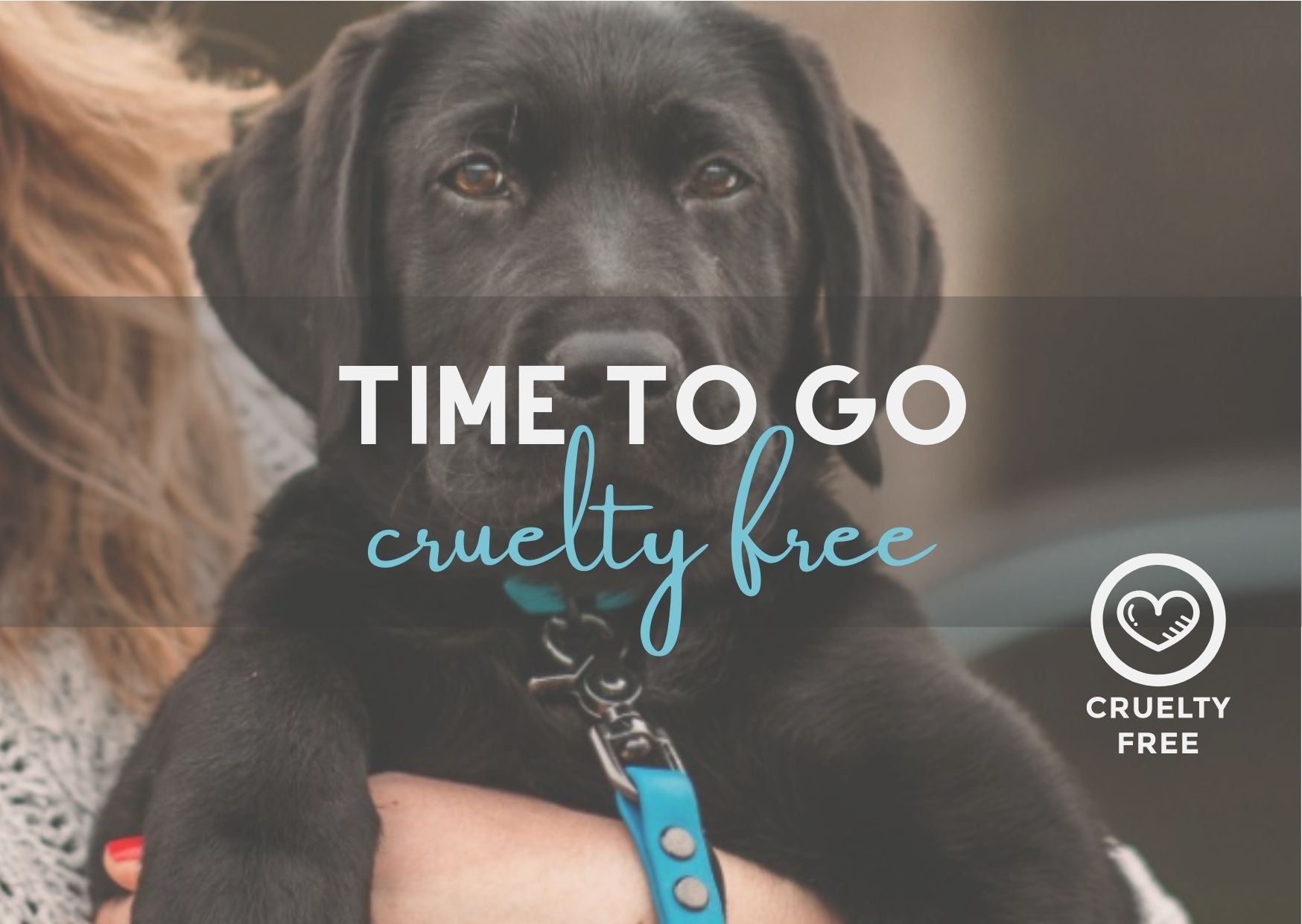 Cruelty free dog collar