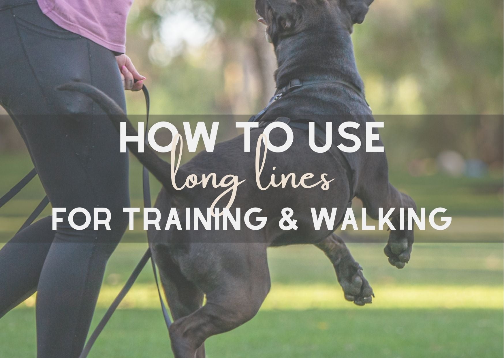 How to use a long line for dog training and walking