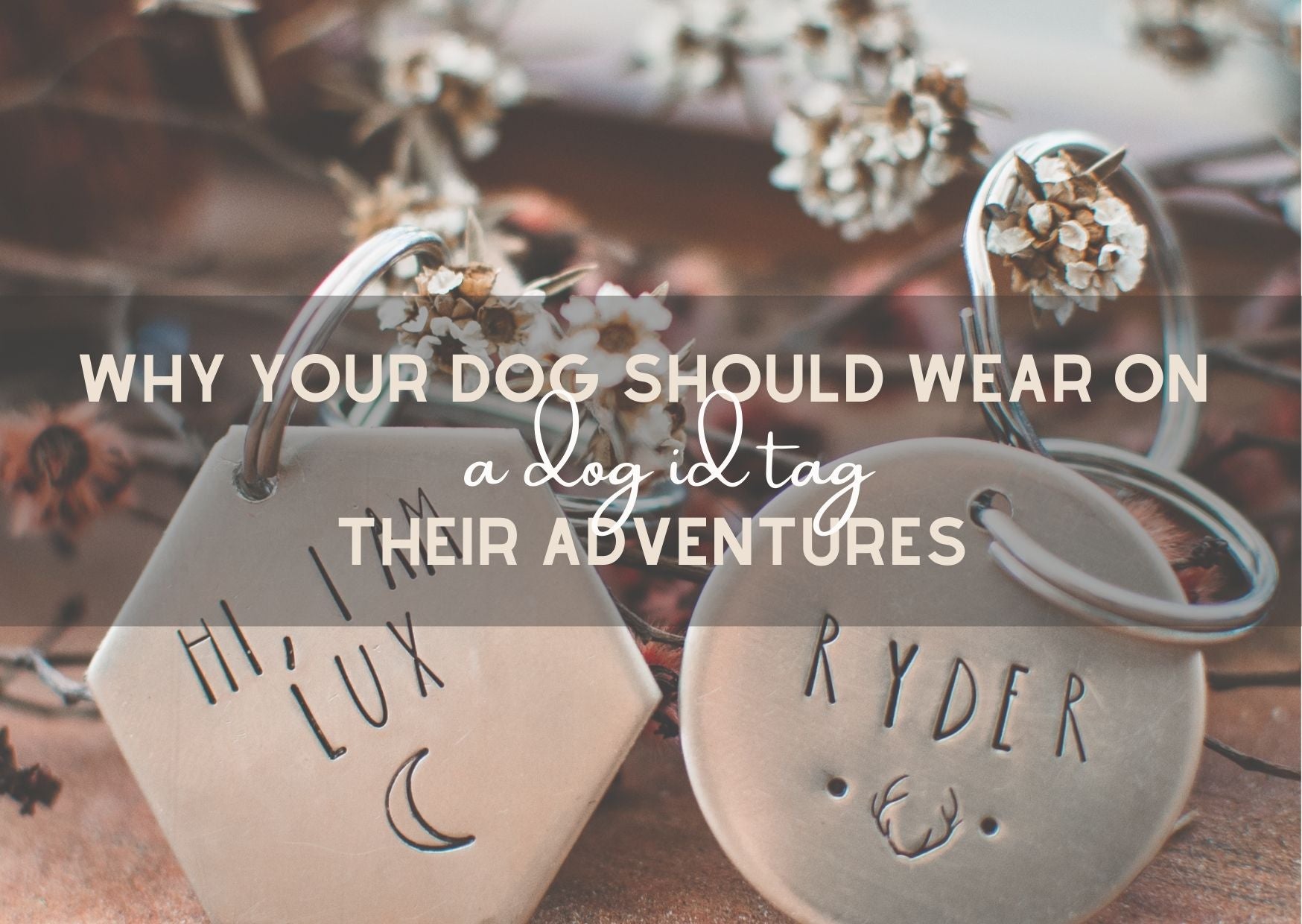 Why your dog should wear a Dog ID Tag on their Adventures