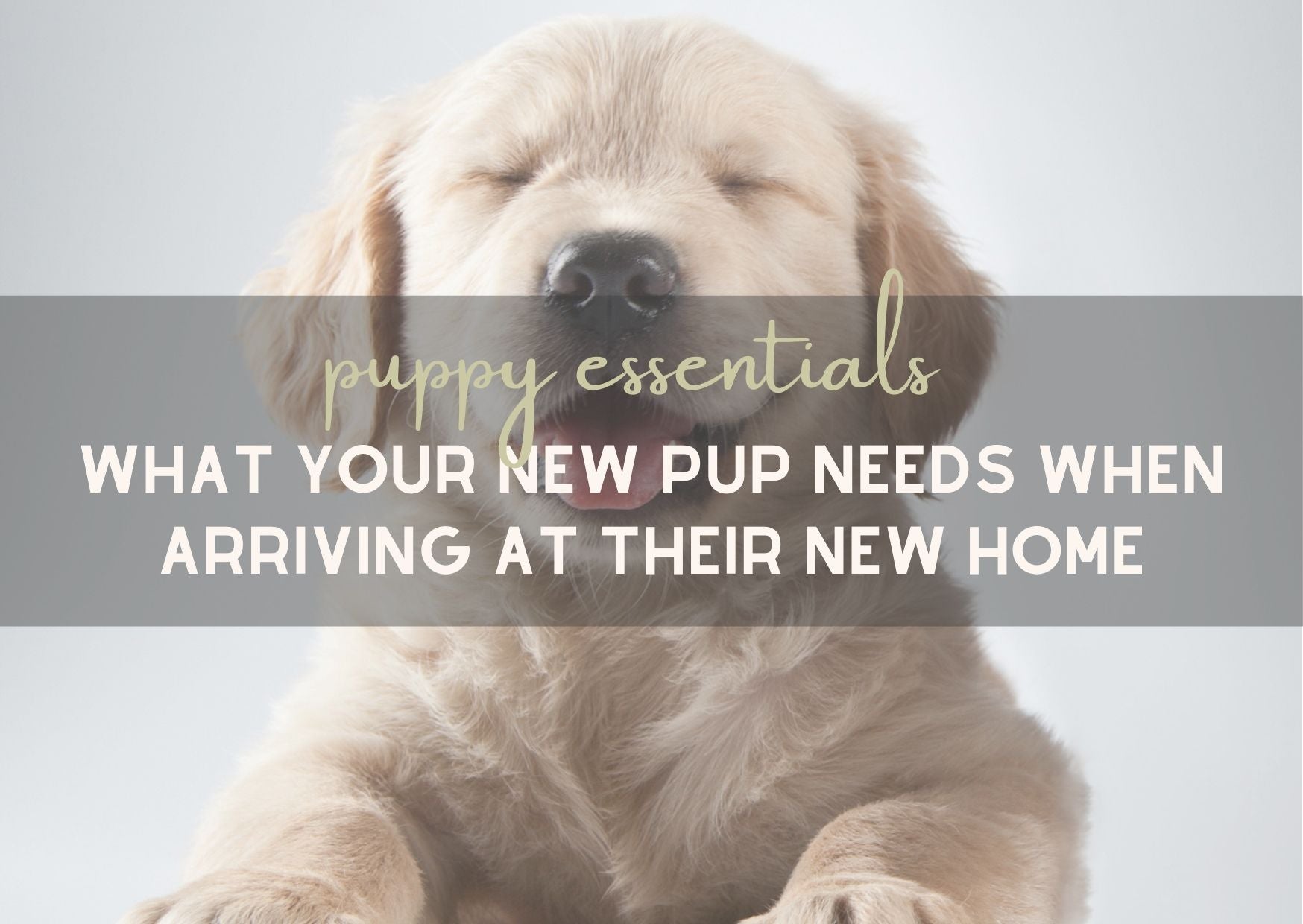Puppy Essentials - What your new pup needs when arriving at their new home
