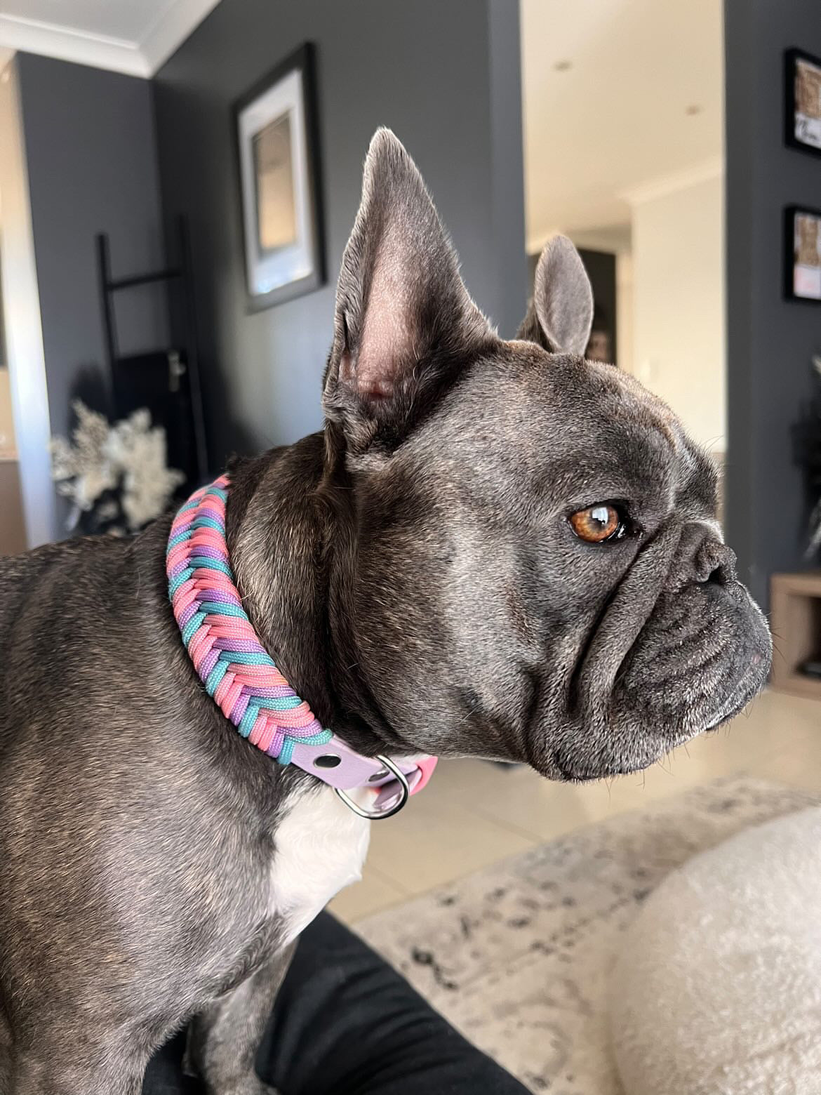 French bulldog wearing a custom pink paracord collar, side profile photo.