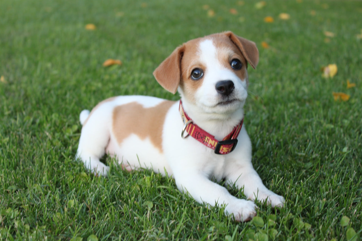 puppy with collar