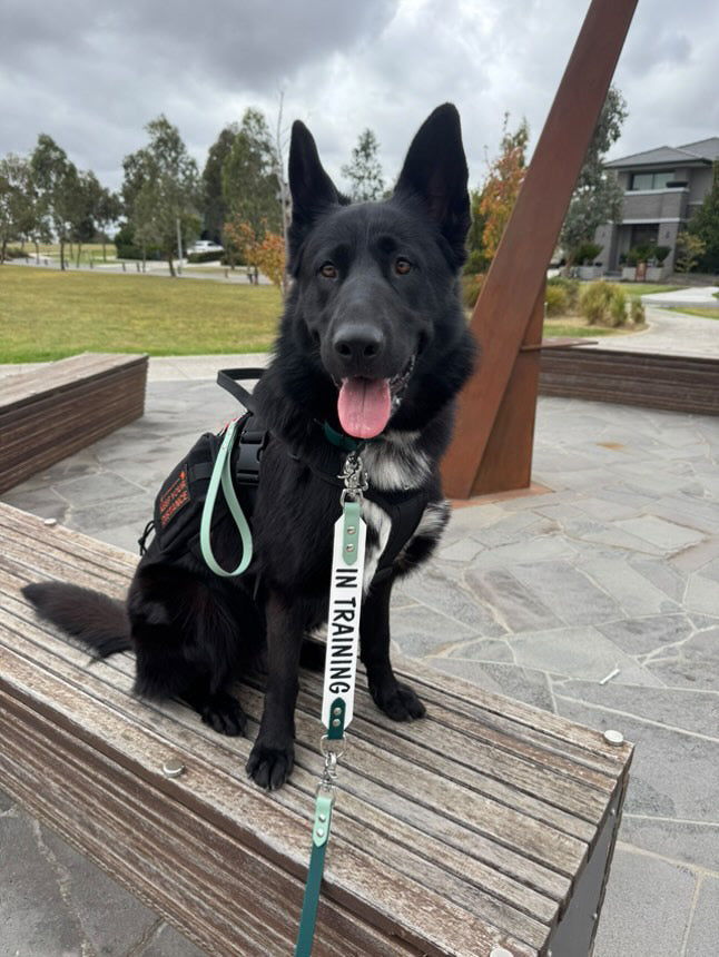 Black dog wearing a lead with custom print "in training". Front on image.