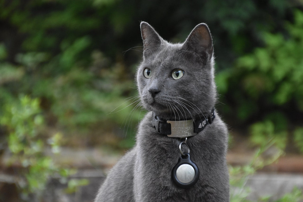 cat with pet tag