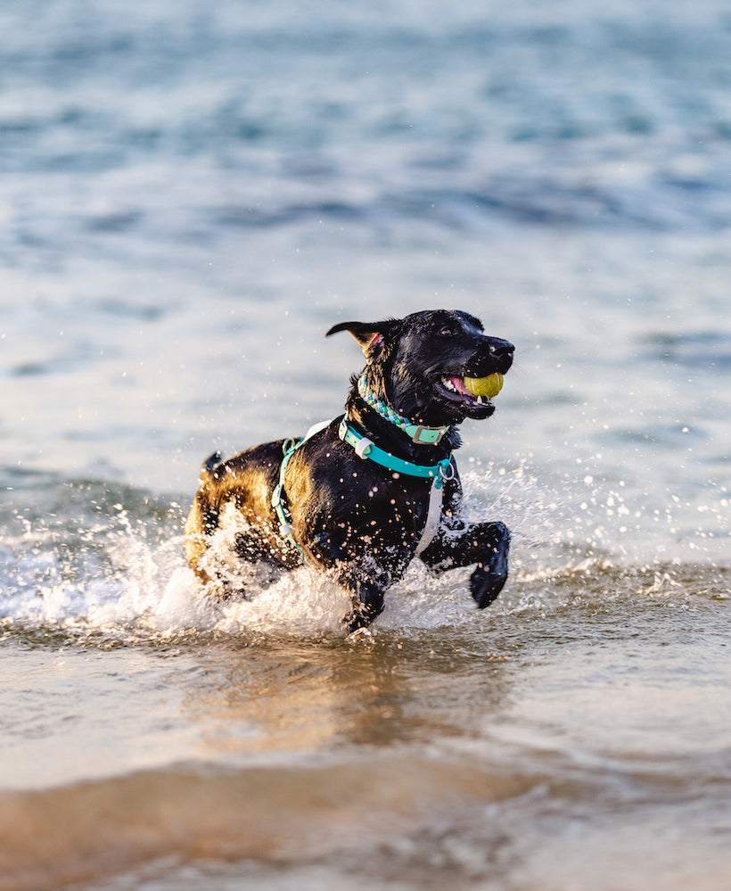 black-labrador-wearing-waterproof-biothane-dog-gear