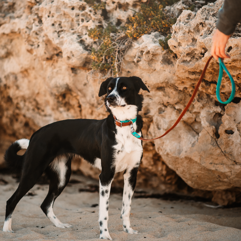 BioThane Two Tone Dog Collar (Mix & Match) (6693009588364)