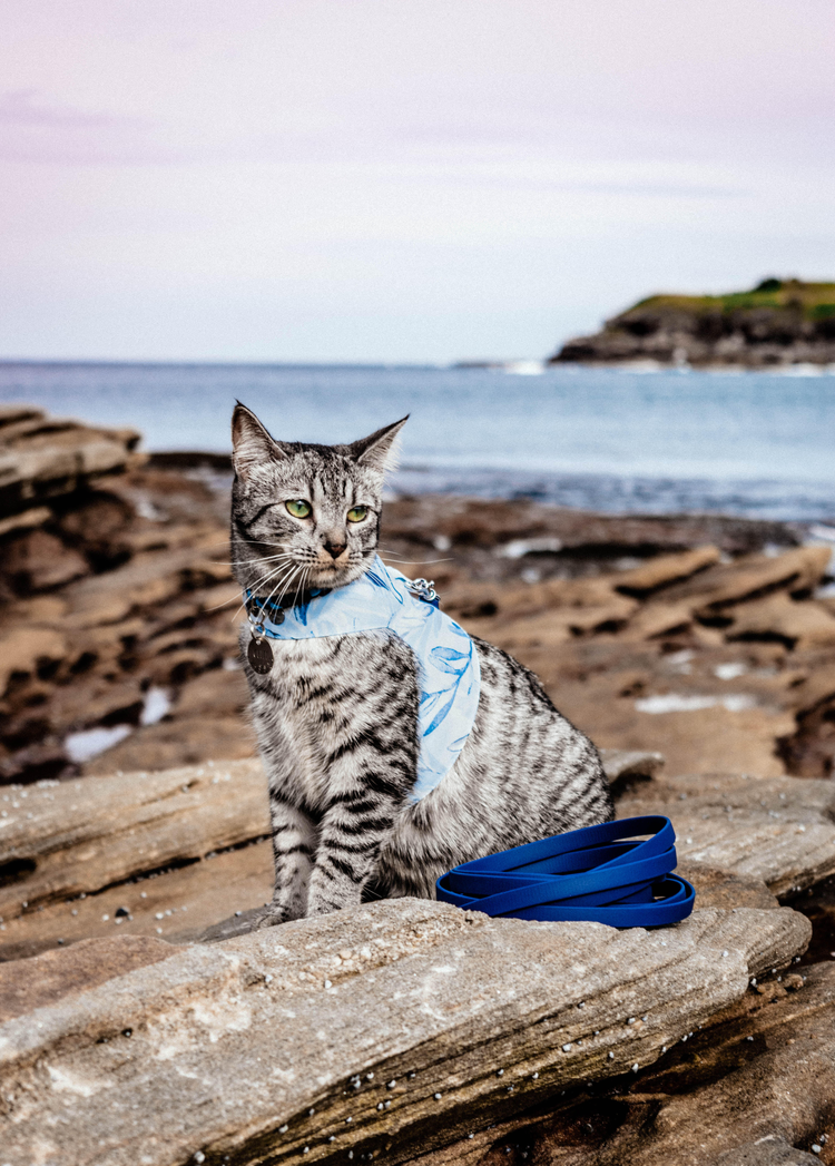 Australian Handmade Dog Collars and Leads Native Collars