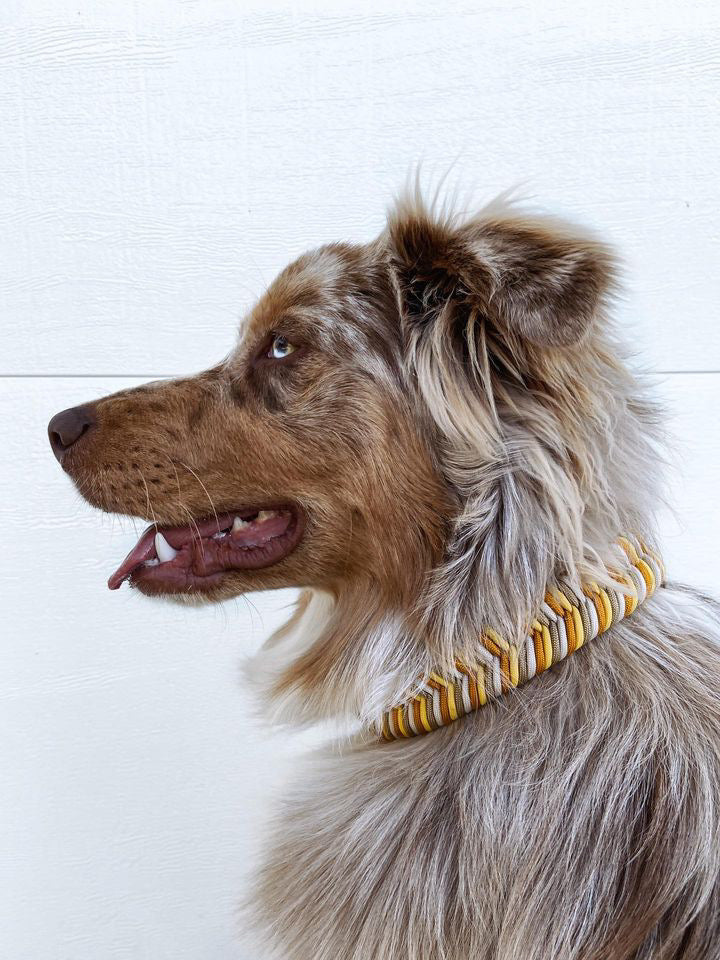 australian-shepherd-wearing-paracord-dog-collar