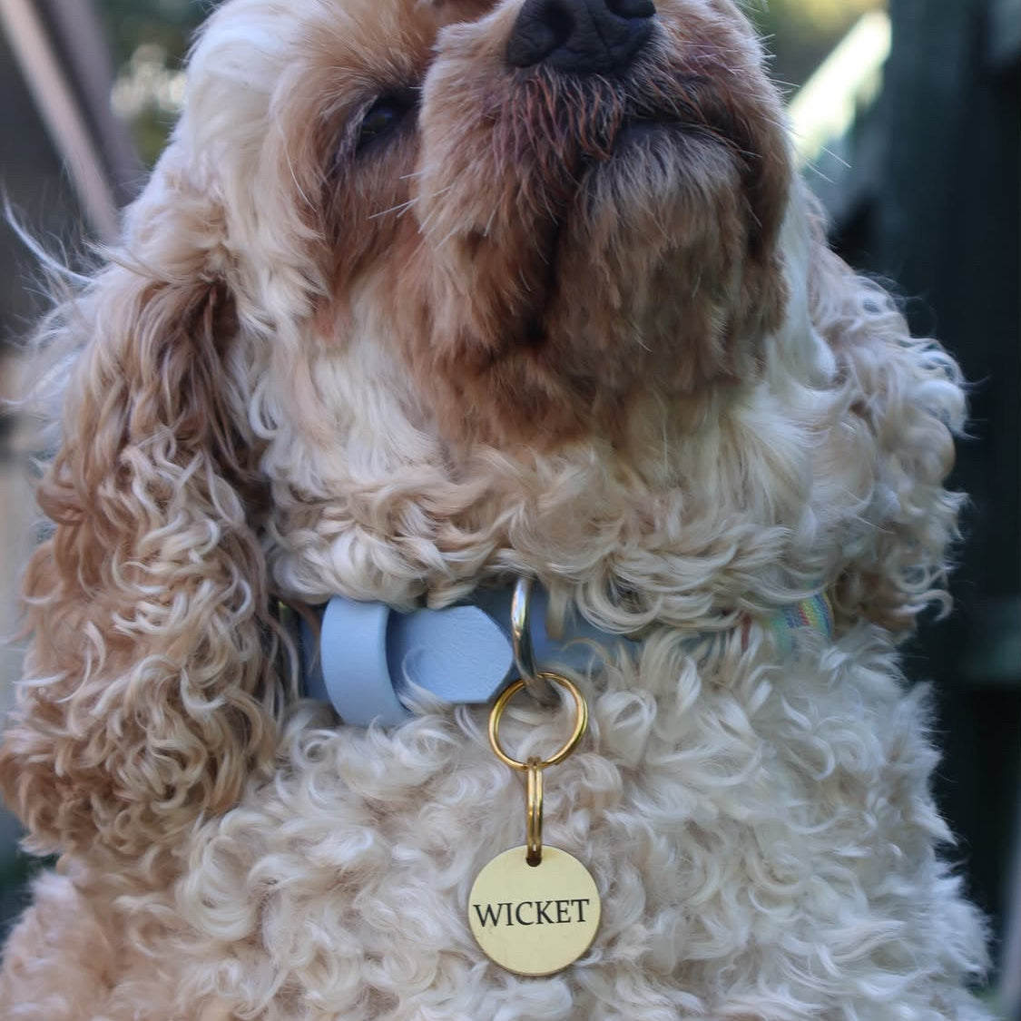 A close-up of a curly-haired dog wearing a light blue collar with a gold-tone ring and a round gold tag engraved with the name &