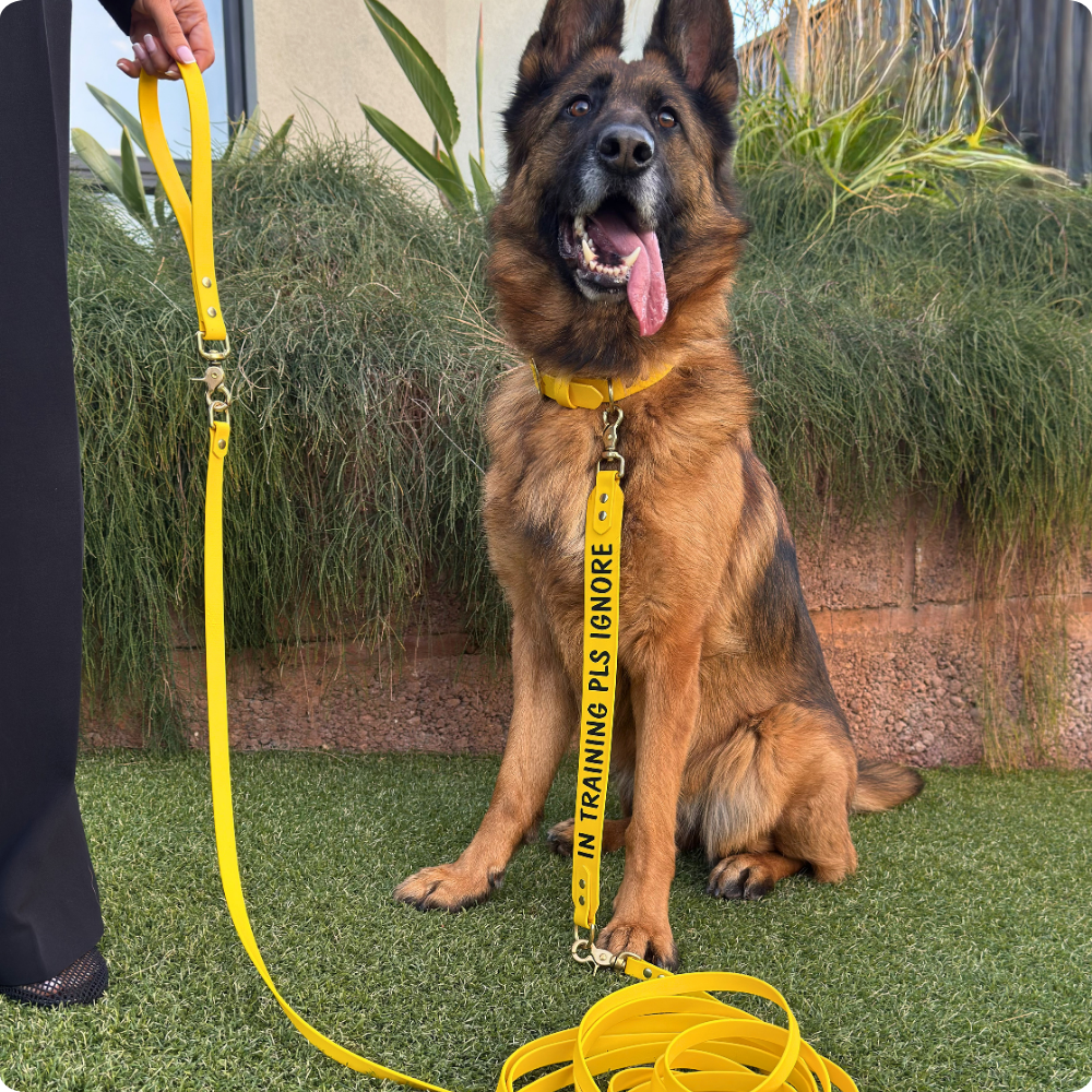 Complete Dog Training Bundle