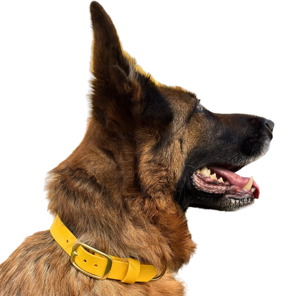 German Shepherd wearing a yellow biothane collar with brass hardware