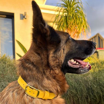 Complete Dog Training Bundle