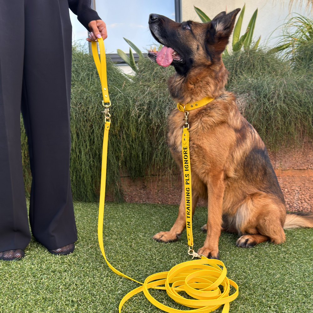 Complete Dog Training Bundle