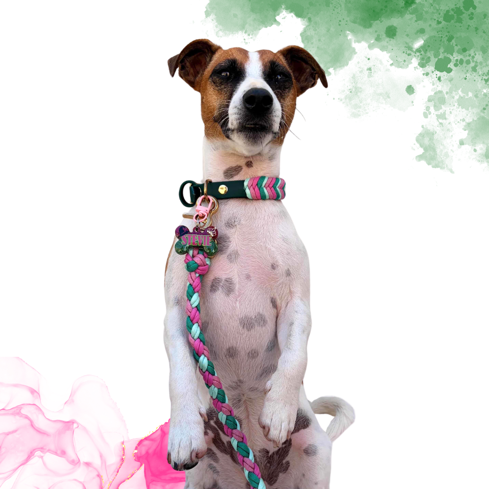 Wicked Collar and Leash Bundle