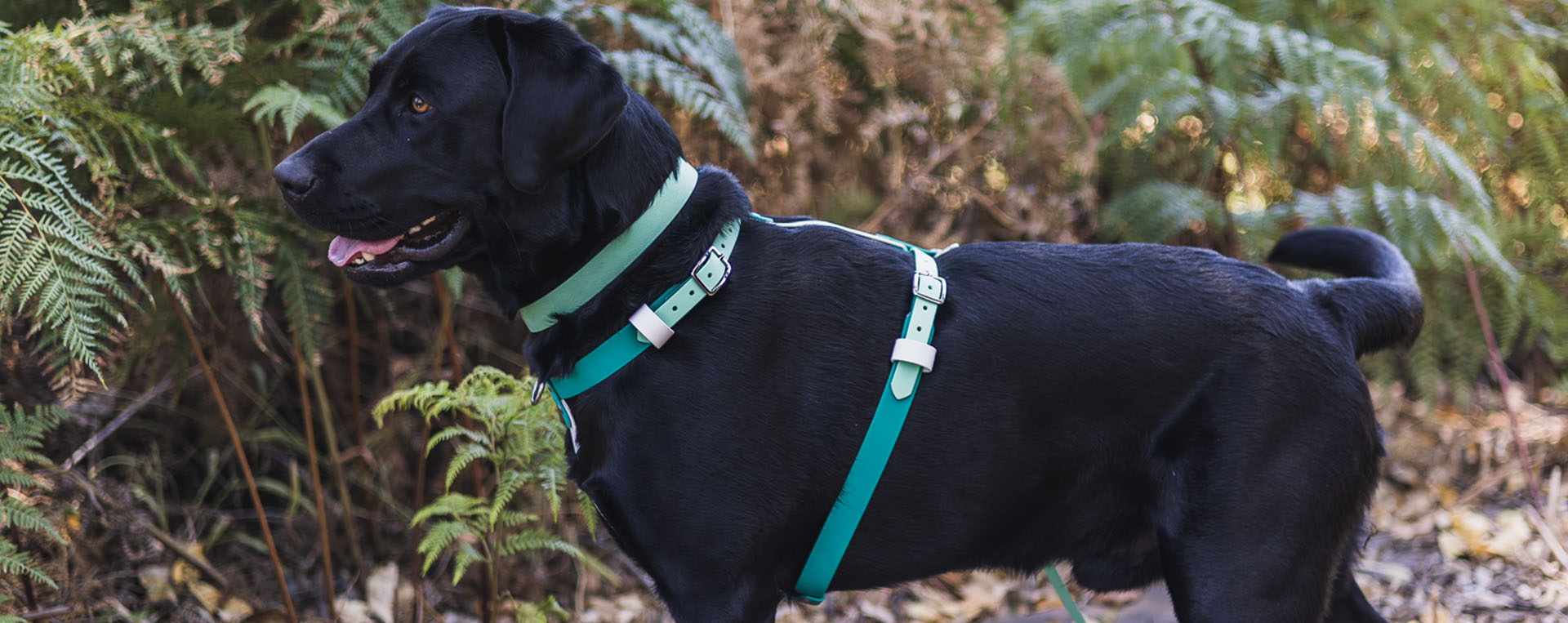 Buy Dog Collars Online Australia