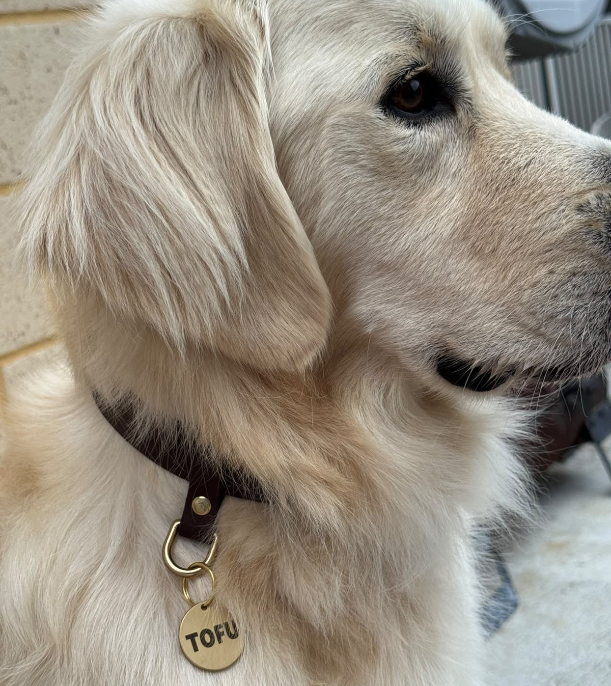 A close-up of a cream-colored Golden Retriever wearing a dark brown waterproof collar with a round brass tag engraved with the name &