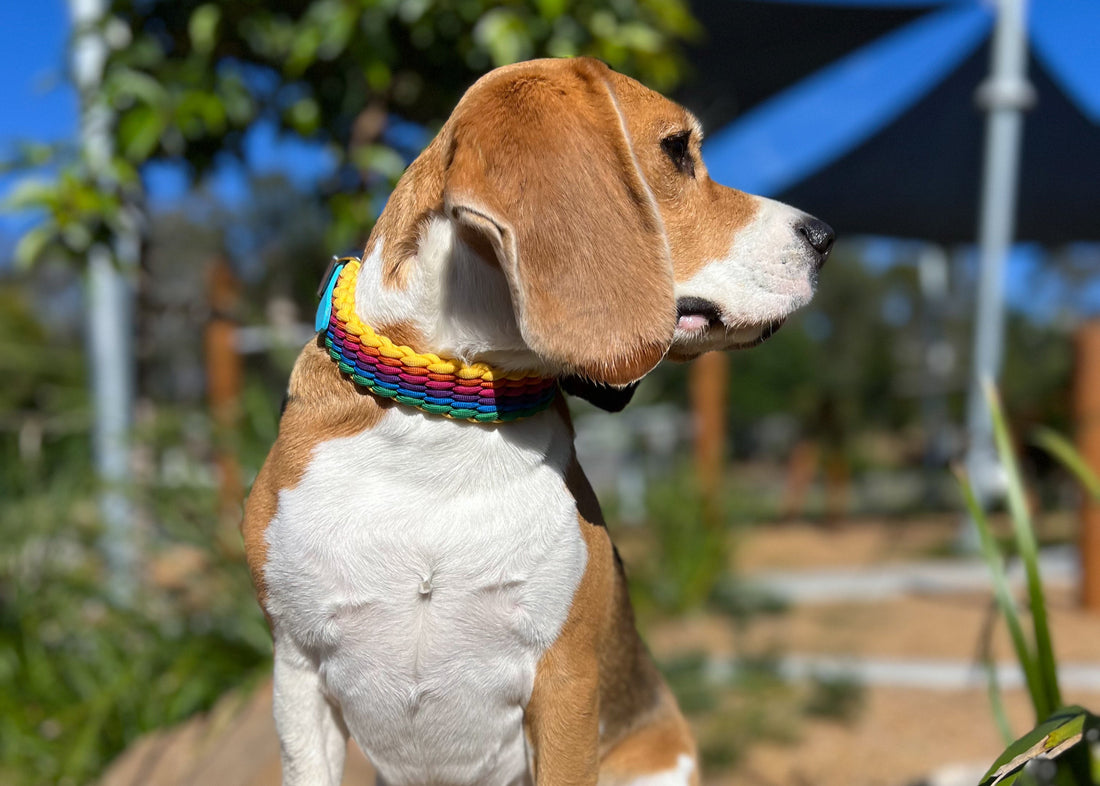 Dog_wearing_pride_inspired_dog_collar