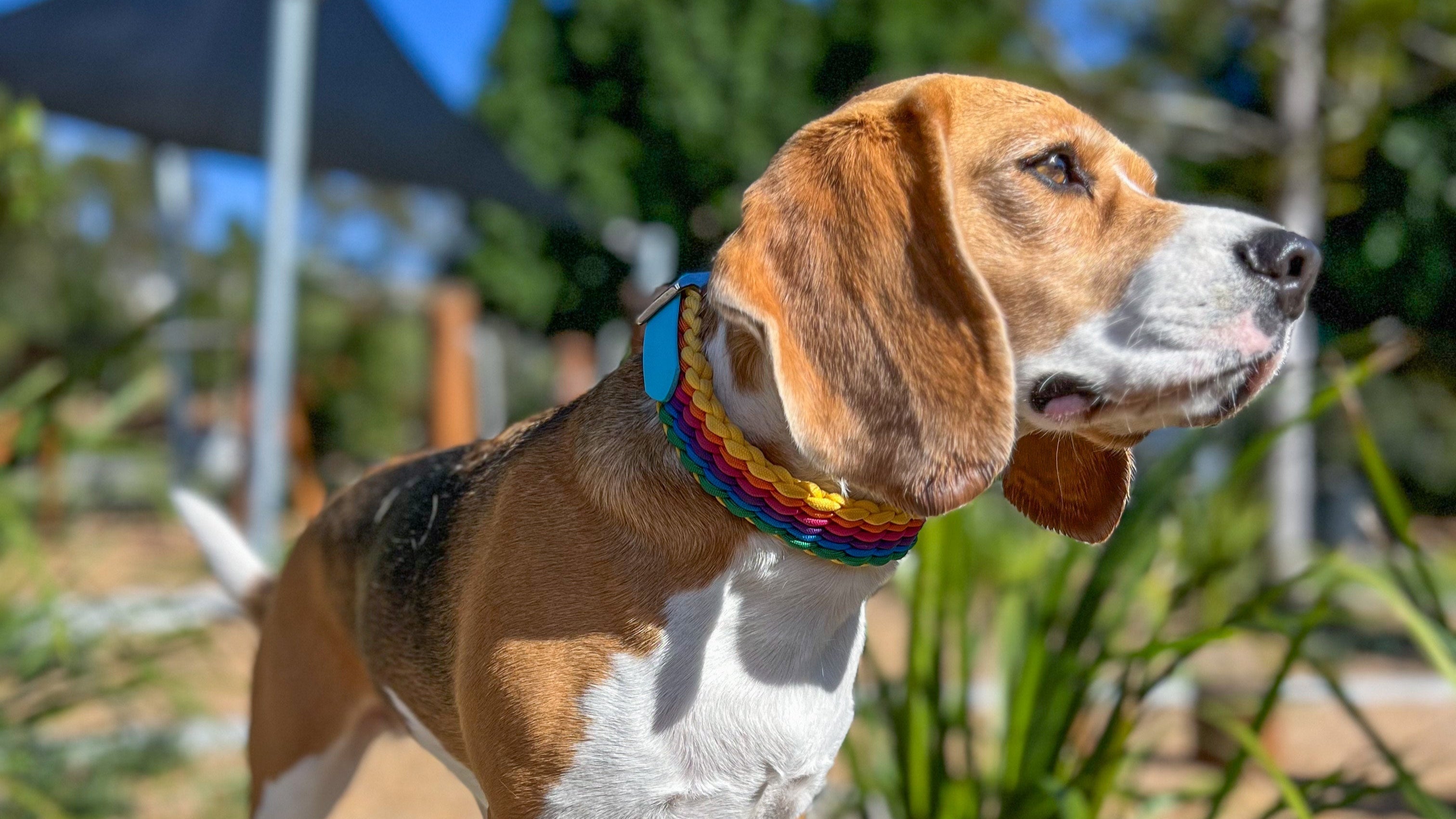 Dog_wearing_pride_inspires_dog_collar