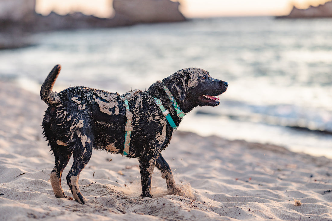 Australian Handmade Dog Collars and Leads Native Collars