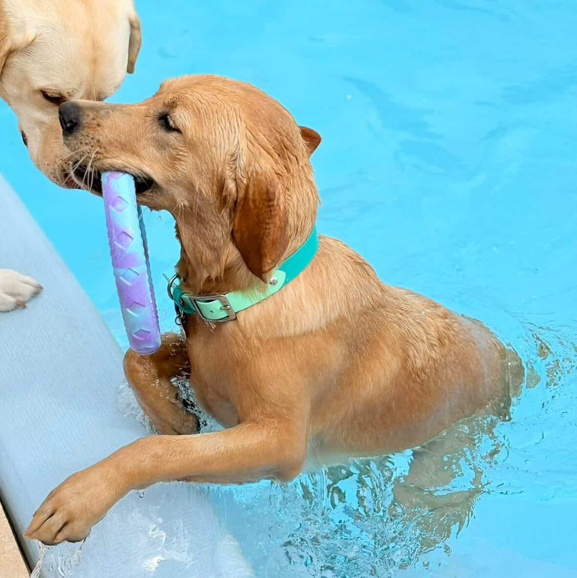 Waterproof Dog Collar – Design your own!