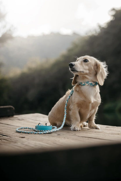 Tiny Polar Collar