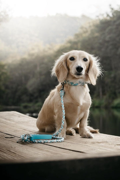 Tiny Polar Collar